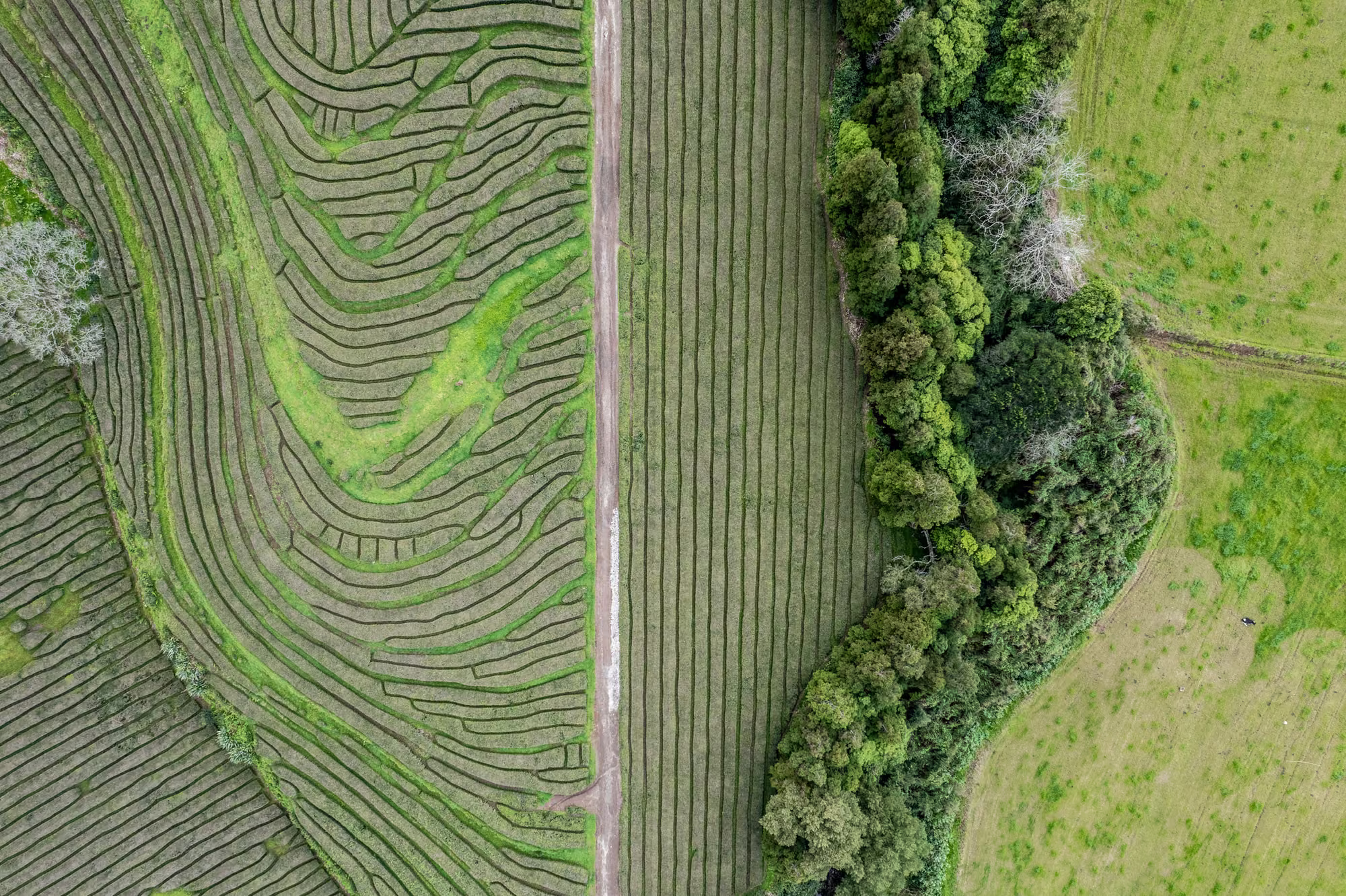 Fotografia de Nicolau Peixoto Pais