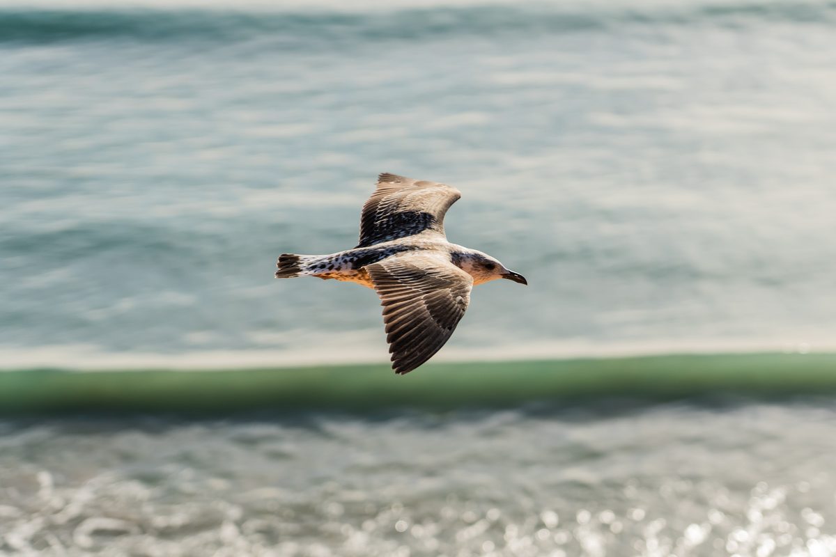 Birds 01