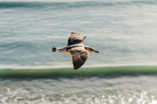 Birds 01 — foto 1