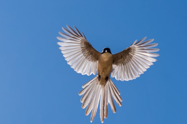 Birds 01 — foto 2