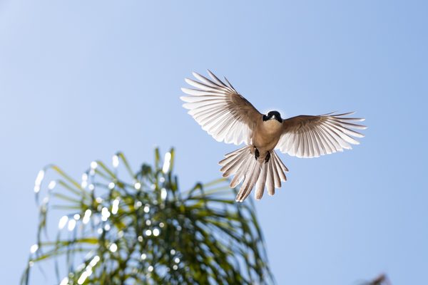 Birds 01 — foto 3