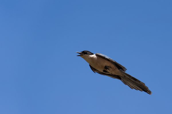 Birds 01 — foto 4