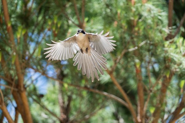 Birds 01 — foto 5