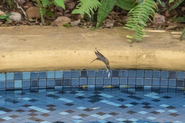 Birds 01 — foto 6