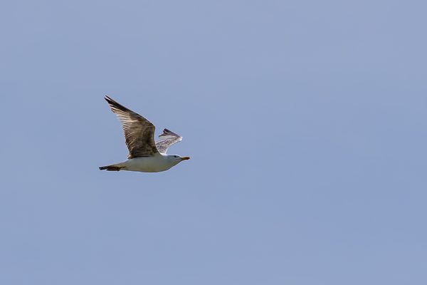 Birds 01 — foto 7