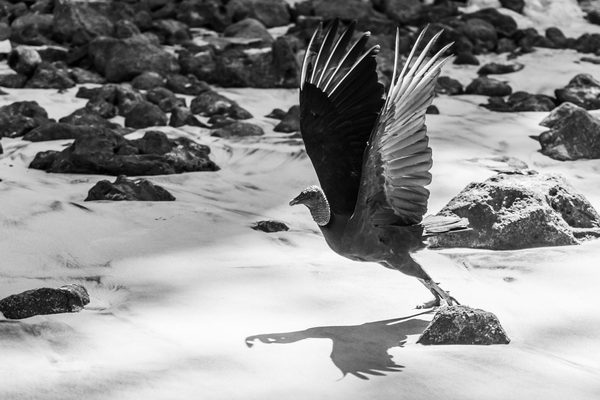 Birds 01 — foto 8